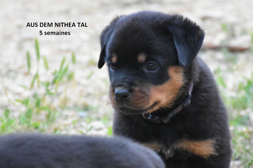Aus Dem Nithea Tal - Chiot disponible  - Rottweiler