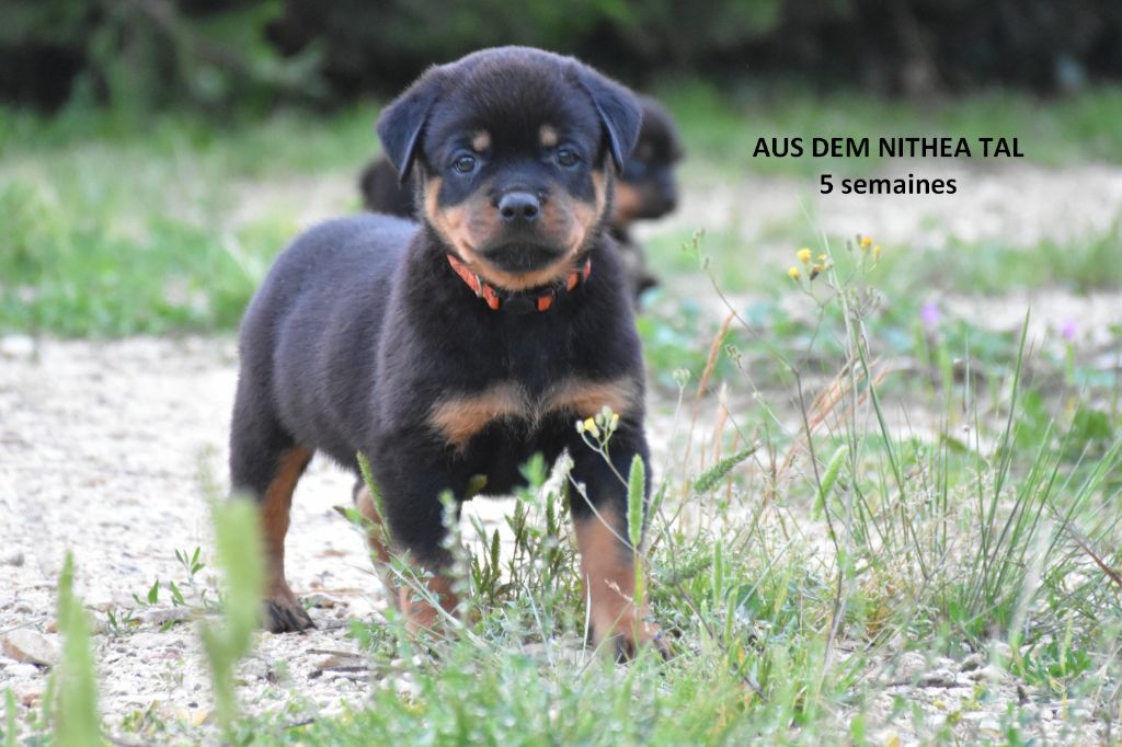 Aus Dem Nithea Tal - Chiot disponible  - Rottweiler