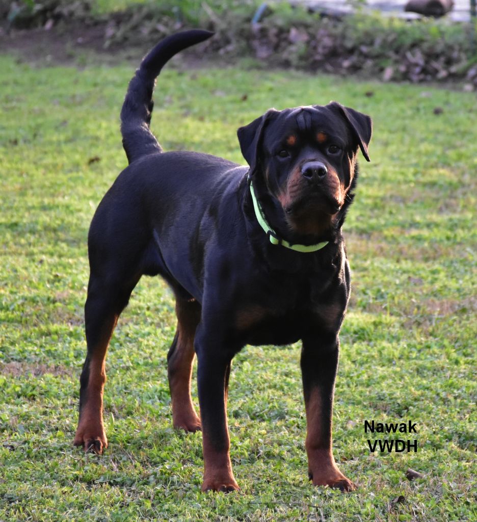 CH. Nawak Vom Weinberges Der Hunde
