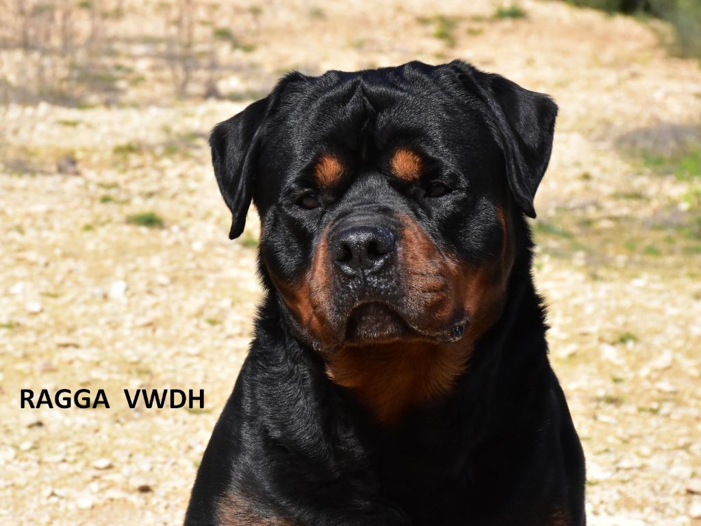 CH. Ragga Vom Weinberges Der Hunde