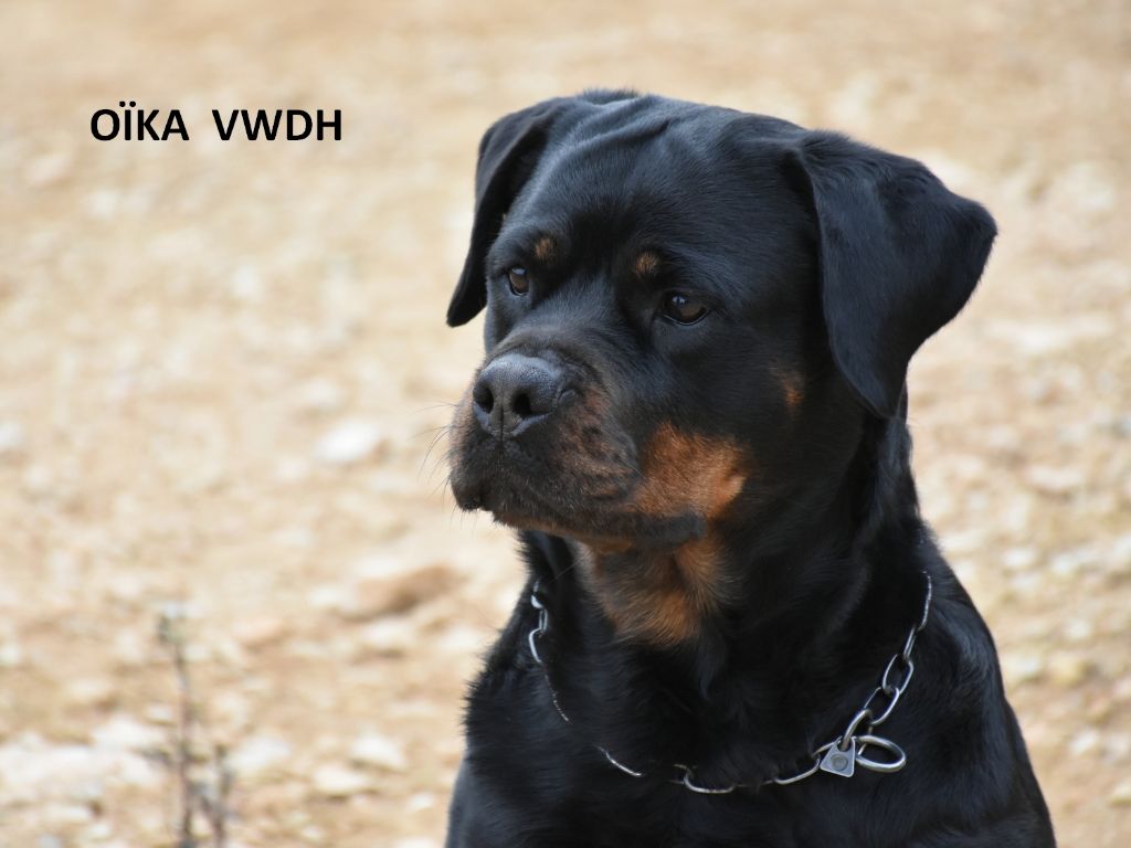 CH. Oïka Vom Weinberges Der Hunde
