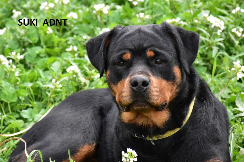 Suki Aus Dem Nithea Tal