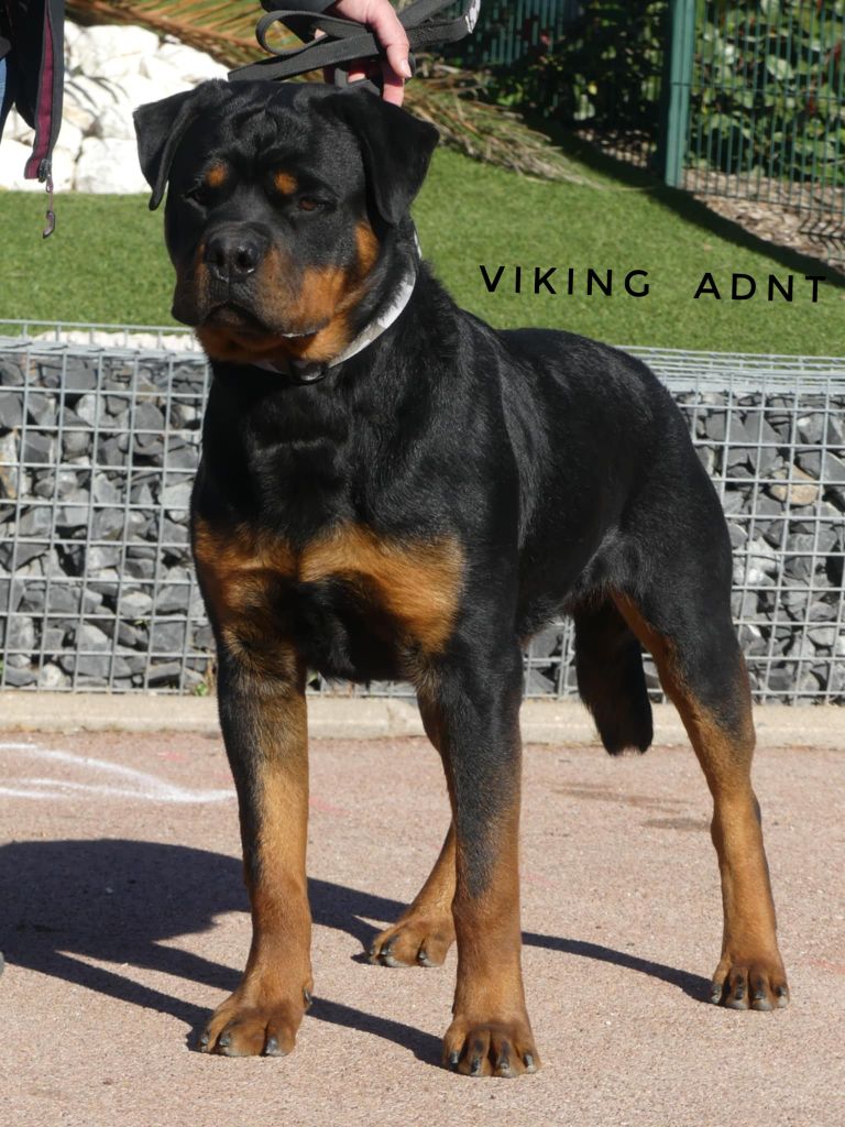Viking Aus Dem Nithea Tal