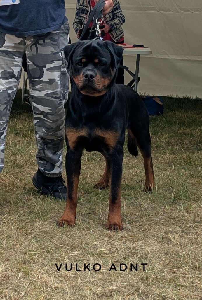 J-ch. vulko Aus Dem Nithea Tal