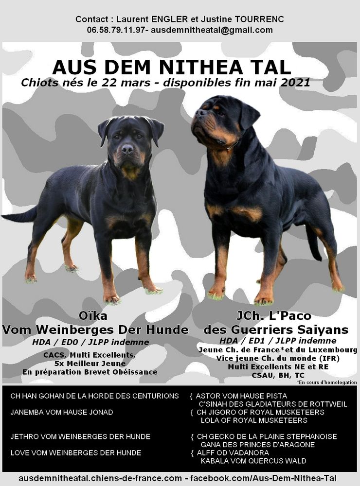 Aus Dem Nithea Tal - Nouvelle portée 2021, les chiots sont nés !
