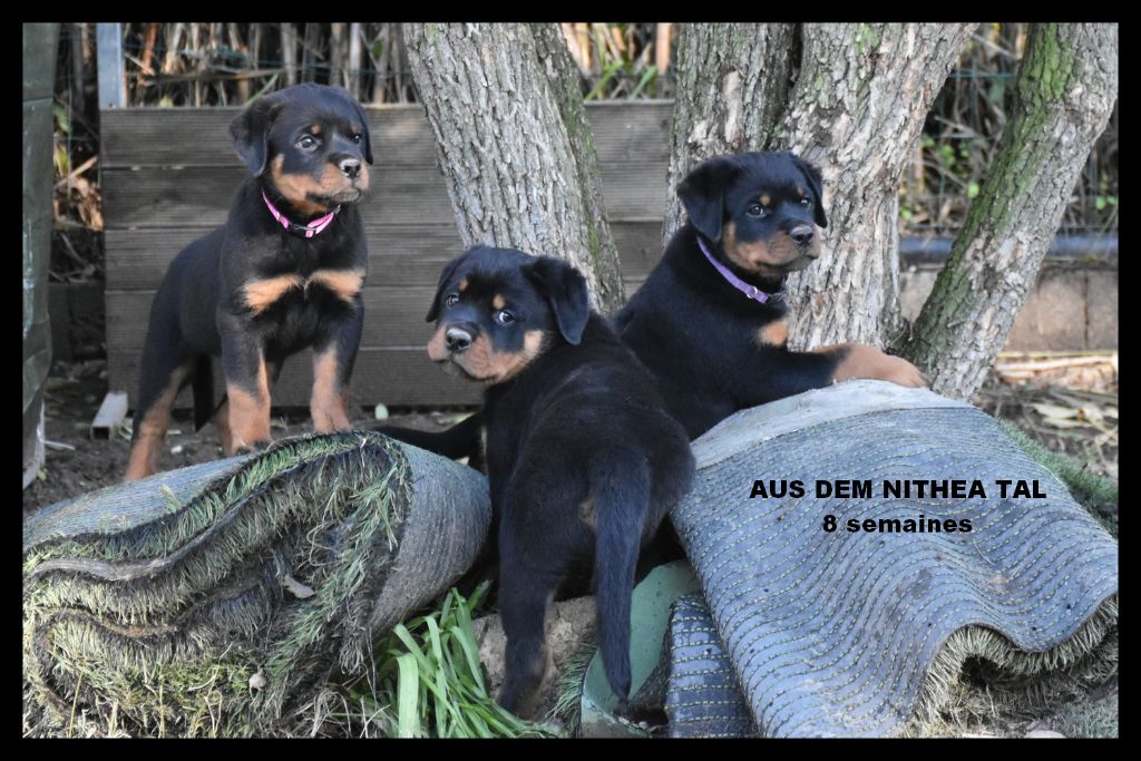 Aus Dem Nithea Tal - A réserver magnifiques chiots Rottweiler LOF