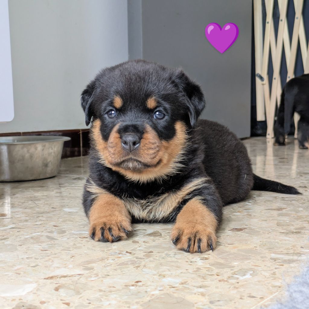 Aus Dem Nithea Tal - Chiots disponibles - Rottweiler
