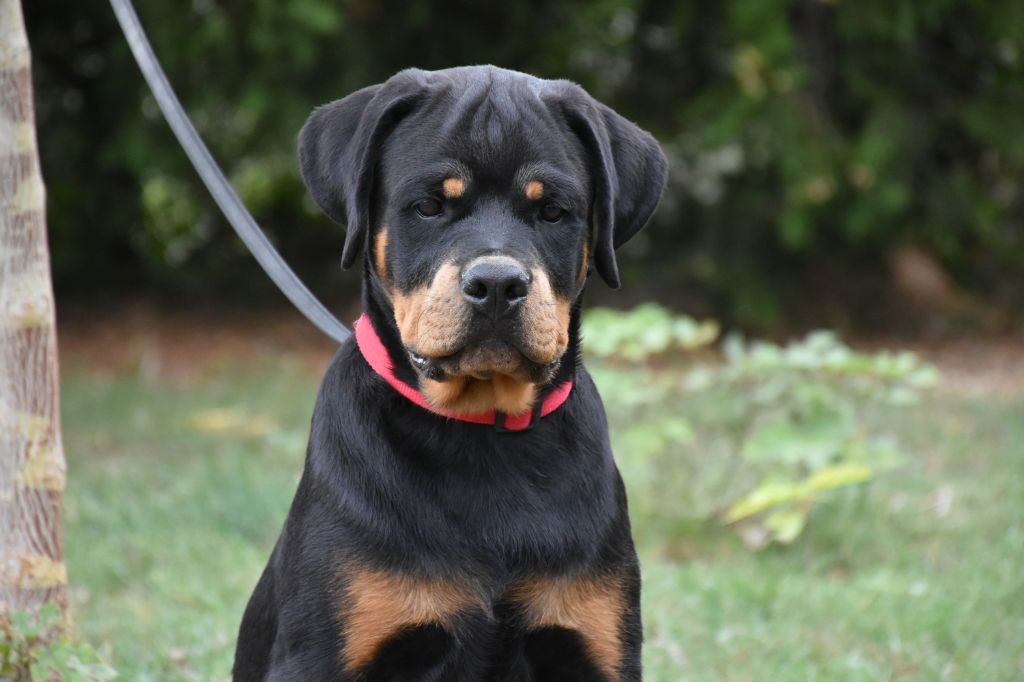 Aus Dem Nithea Tal - Chiots disponibles - Rottweiler