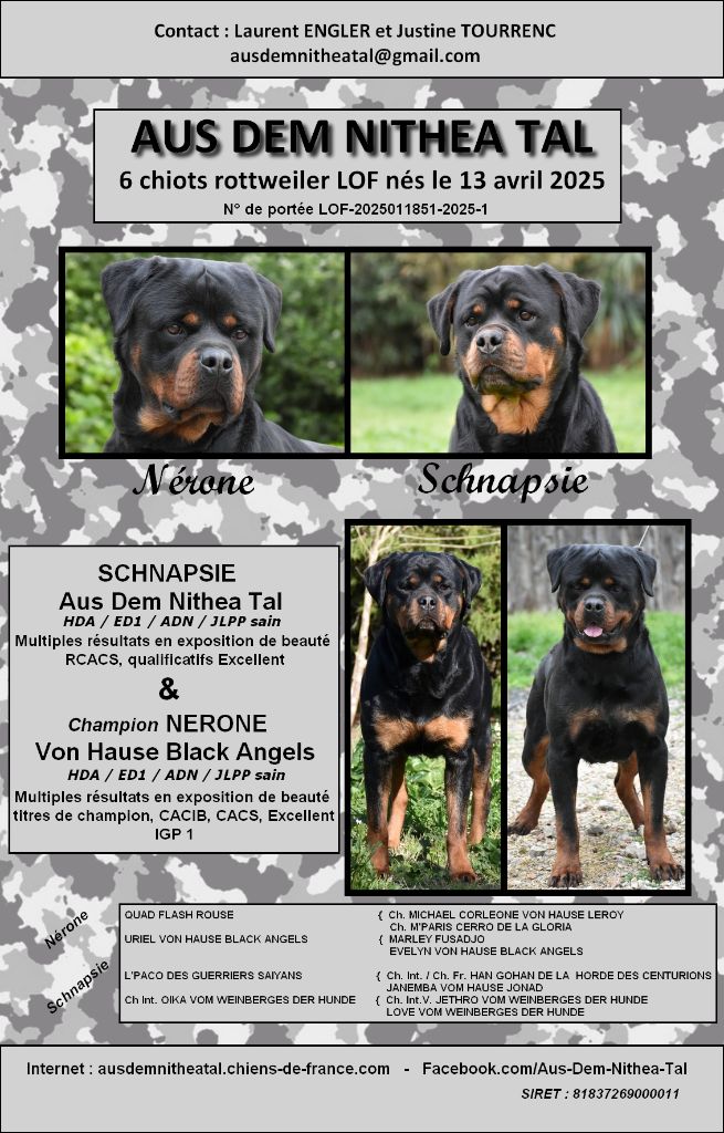 Chiot Rottweiler Aus Dem Nithea Tal