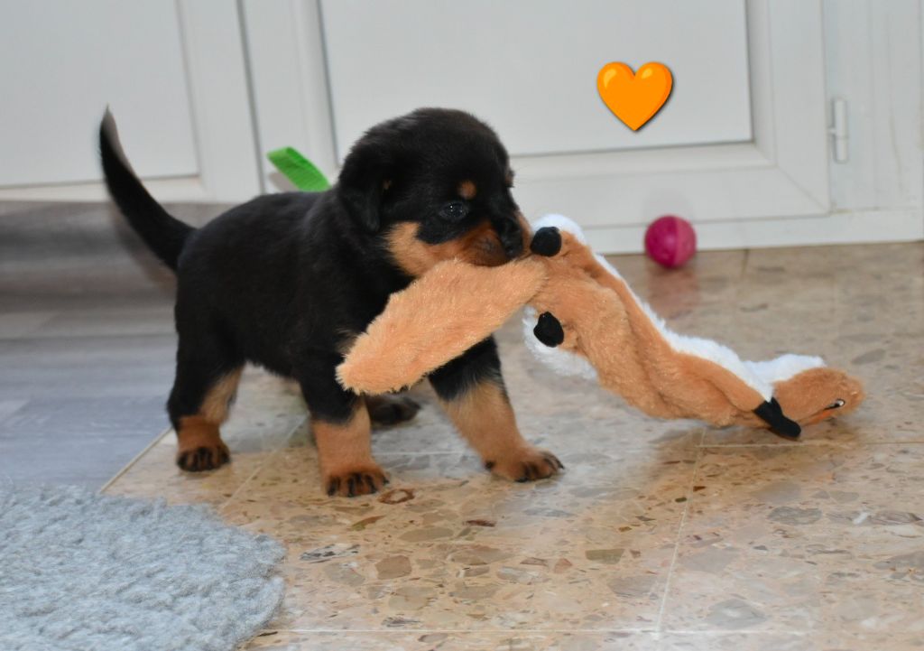 Aus Dem Nithea Tal - Chiots disponibles - Rottweiler