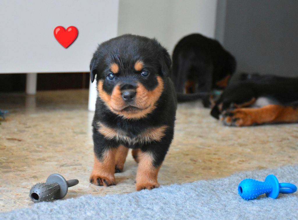 Aus Dem Nithea Tal - Chiots disponibles - Rottweiler