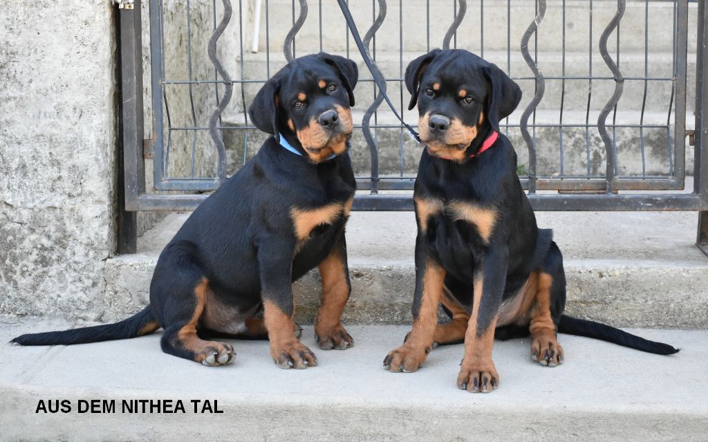 Aus Dem Nithea Tal - Chiots disponibles - Rottweiler