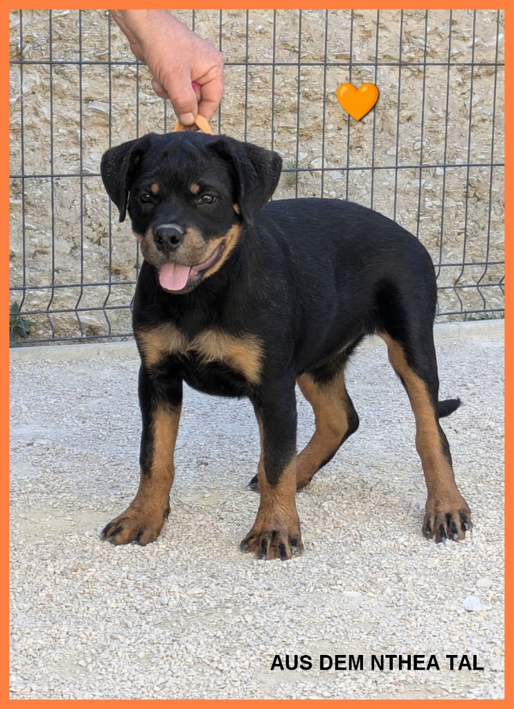 Aus Dem Nithea Tal - Chiots disponibles - Rottweiler