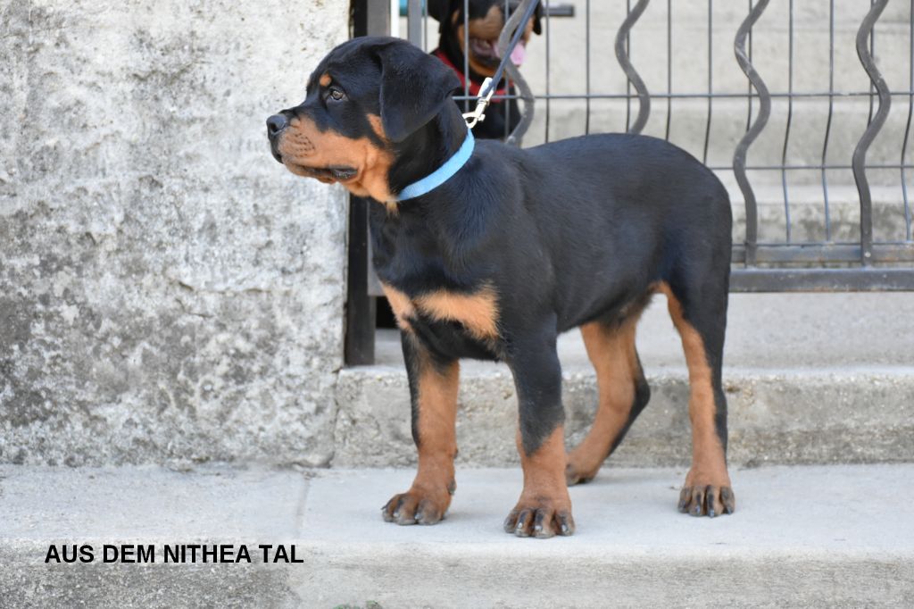 Aus Dem Nithea Tal - Chiots disponibles - Rottweiler