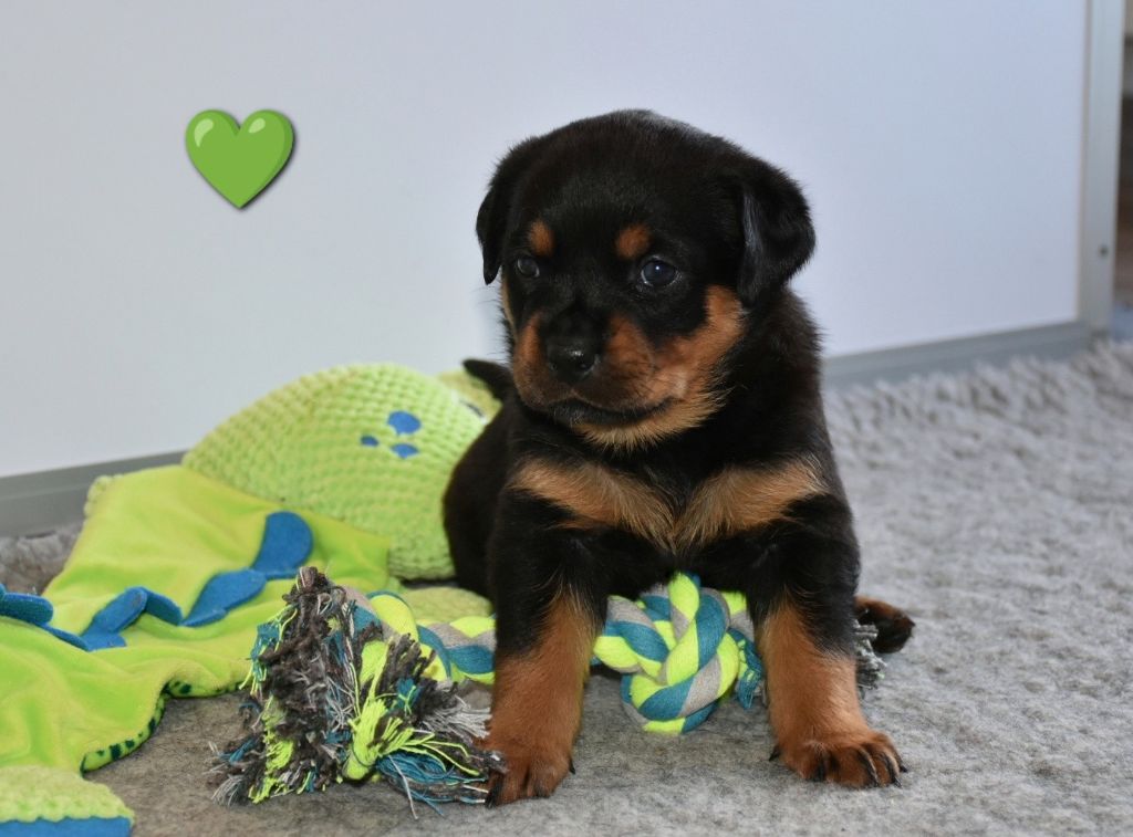 Aus Dem Nithea Tal - Chiots disponibles - Rottweiler