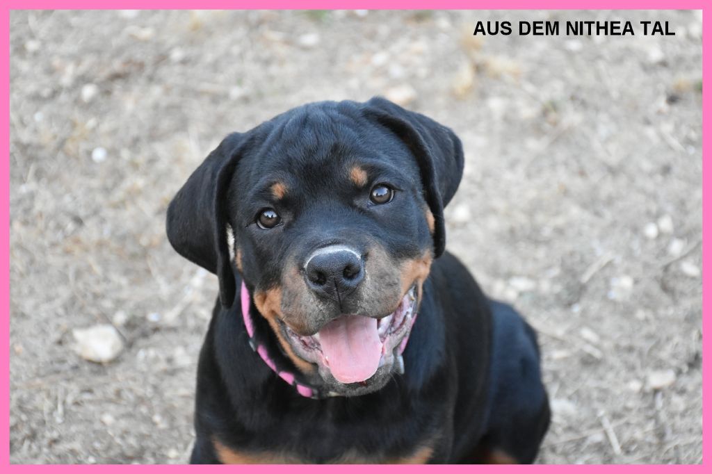 Aus Dem Nithea Tal - Chiots disponibles - Rottweiler