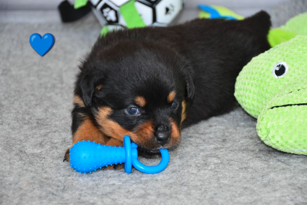 Aus Dem Nithea Tal - Chiots disponibles - Rottweiler