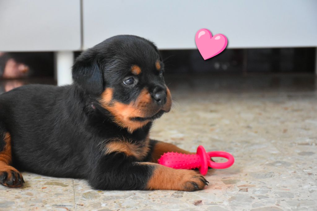 Aus Dem Nithea Tal - Chiots disponibles - Rottweiler